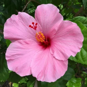 Seminole Pink Hibiscus Seeds - 30 Pack - Tropical Flowering Shrub - Image 2