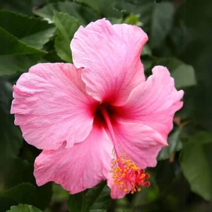 Seminole Pink Hibiscus Seeds - 30 Pack - Tropical Flowering Shrub - Image 3