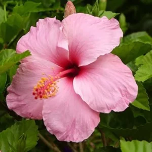 Seminole Pink Hibiscus Seeds - 30 Pack - Tropical Flowering Shrub - Image 4