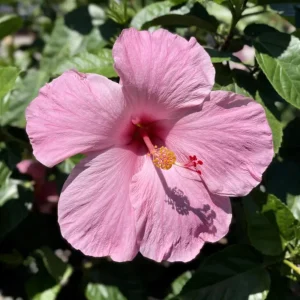 Seminole Pink Hibiscus Seeds - 30 Pack - Tropical Flowering Shrub - Image 6