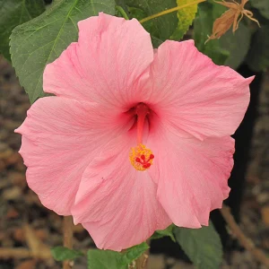 Seminole Pink Hibiscus Seeds - 30 Pack - Tropical Flowering Shrub - Image 7