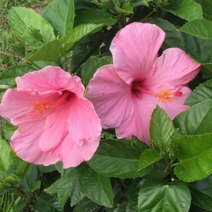 Seminole Pink Hibiscus Seeds - 30 Pack - Tropical Flowering Shrub - Image 8