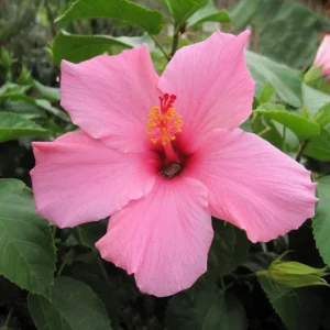Seminole Pink Hibiscus Seeds - 30 Pack - Tropical Flowering Shrub - Image 9