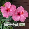 Seminole Pink Hibiscus Seeds - 30 Pack - Tropical Flowering Shrub - Image 1