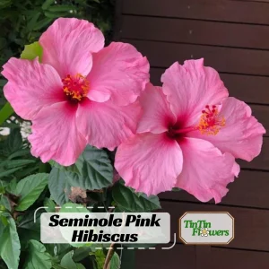 Seminole Pink Hibiscus Seeds - 30 Pack - Tropical Flowering Shrub - Image 1