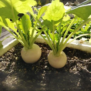 Seven Top Turnip Seeds – Heirloom Non-GMO Vegetable Greens – 30 Seed Pack - Image 10