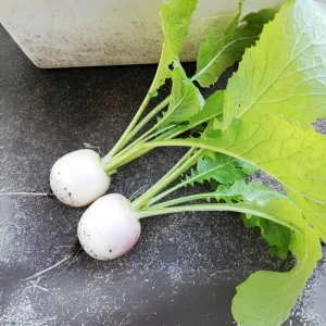 Seven Top Turnip Seeds – Heirloom Non-GMO Vegetable Greens – 30 Seed Pack - Image 11