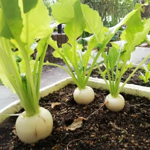 Seven Top Turnip Seeds – Heirloom Non-GMO Vegetable Greens – 30 Seed Pack - Image 13