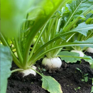 Seven Top Turnip Seeds – Heirloom Non-GMO Vegetable Greens – 30 Seed Pack - Image 14