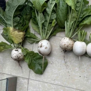 Seven Top Turnip Seeds – Heirloom Non-GMO Vegetable Greens – 30 Seed Pack - Image 15