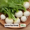 Seven Top Turnip Seeds – Heirloom Non-GMO Vegetable Greens – 30 Seed Pack - Image 1