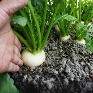 Seven Top Turnip Seeds – Heirloom Non-GMO Vegetable Greens – 30 Seed Pack - Image 3
