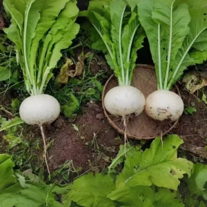 Seven Top Turnip Seeds – Heirloom Non-GMO Vegetable Greens – 30 Seed Pack - Image 4