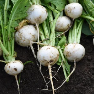Seven Top Turnip Seeds – Heirloom Non-GMO Vegetable Greens – 30 Seed Pack - Image 6