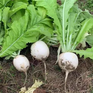 Seven Top Turnip Seeds – Heirloom Non-GMO Vegetable Greens – 30 Seed Pack - Image 7