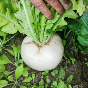 Seven Top Turnip Seeds – Heirloom Non-GMO Vegetable Greens – 30 Seed Pack - Image 8