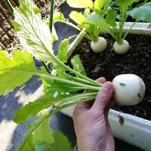 Seven Top Turnip Seeds – Heirloom Non-GMO Vegetable Greens – 30 Seed Pack - Image 9