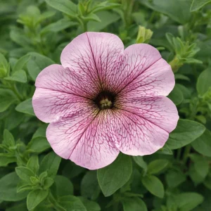 Silver Vein Trailing Petunia Seeds - Heirloom Cascading Petunia - 20 Seeds - Image 11