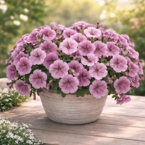 Silver Vein Trailing Petunia Seeds - Heirloom Cascading Petunia - 20 Seeds - Image 3