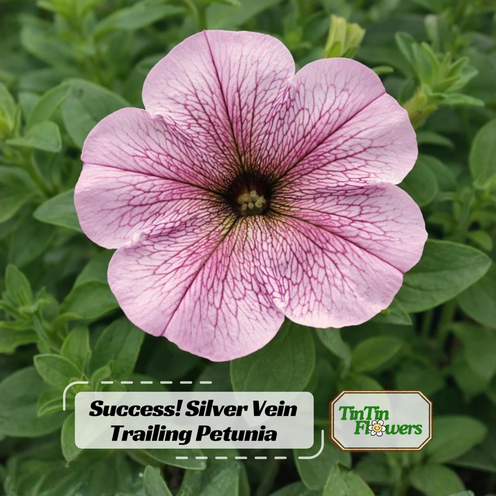 Silver Vein Trailing Petunia Seeds - Heirloom Cascading Petunia - 20 Seeds - Image 1