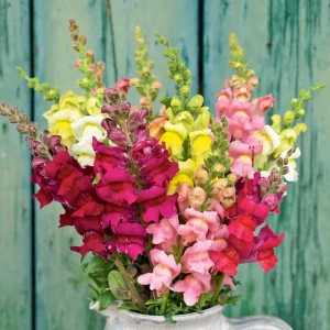 Snapdragon Mix Seeds - Antirrhinum Majus - Cold Resistant Cut Flowers - 30 Seeds - Image 10