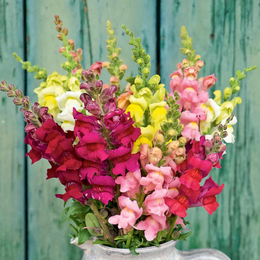 Snapdragon Mix Seeds - Antirrhinum Majus - Cold Resistant Cut Flowers - 30 Seeds - Image 10
