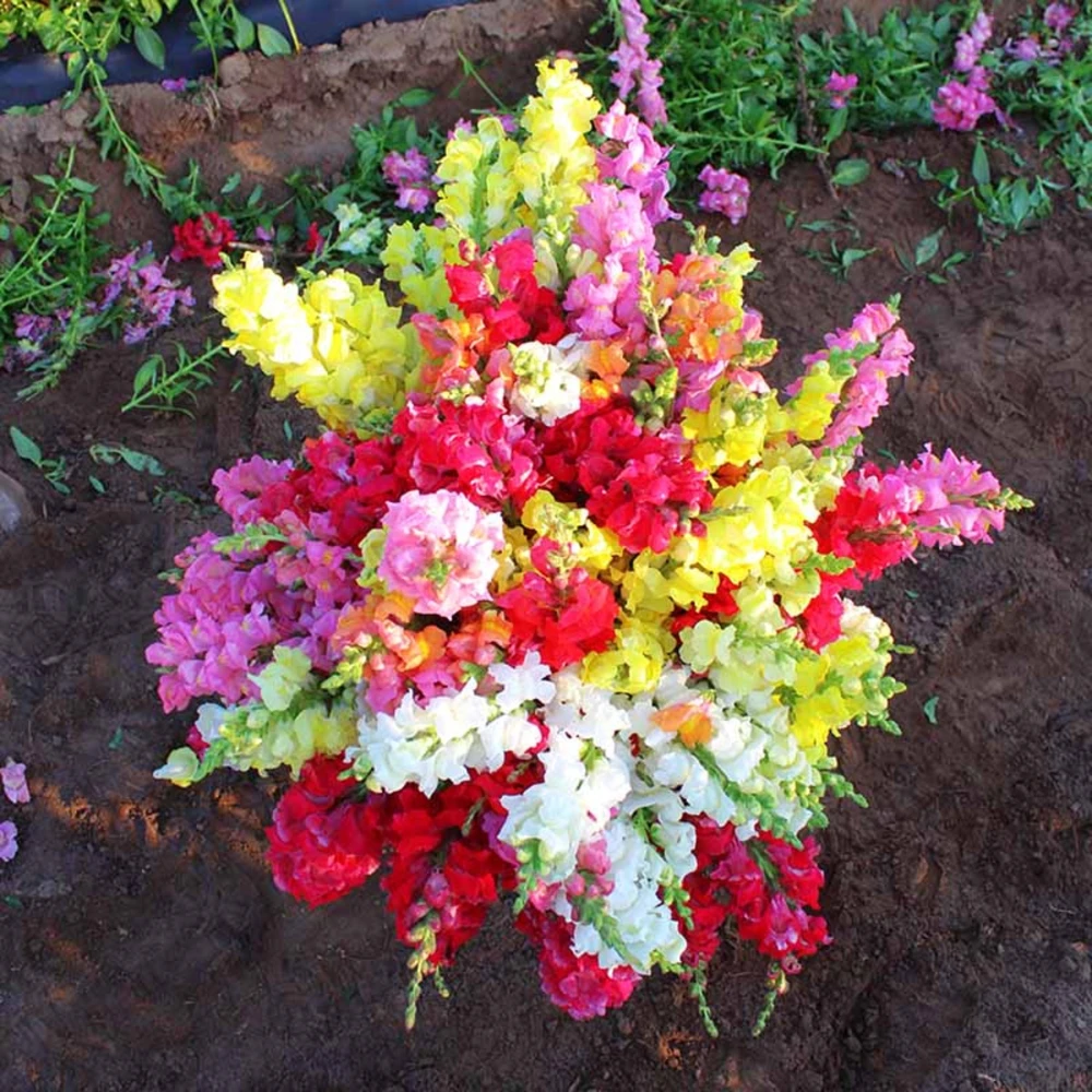 Snapdragon Mix Seeds - Antirrhinum Majus - Cold Resistant Cut Flowers - 30 Seeds - Image 11