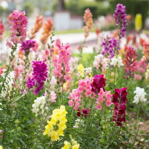 Snapdragon Mix Seeds - Antirrhinum Majus - Cold Resistant Cut Flowers - 30 Seeds - Image 12