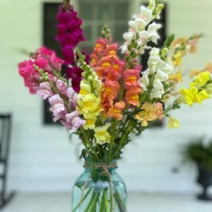 Snapdragon Mix Seeds - Antirrhinum Majus - Cold Resistant Cut Flowers - 30 Seeds - Image 13