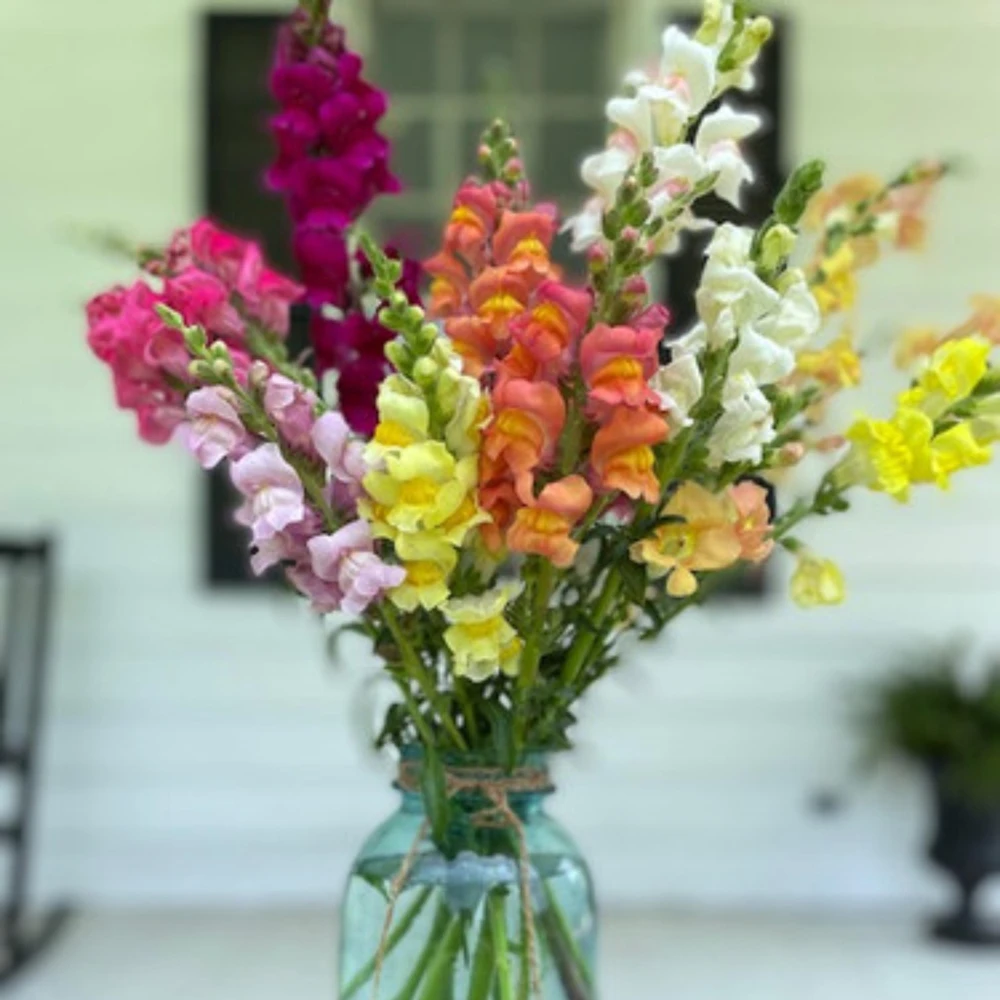 Snapdragon Mix Seeds - Antirrhinum Majus - Cold Resistant Cut Flowers - 30 Seeds - Image 13