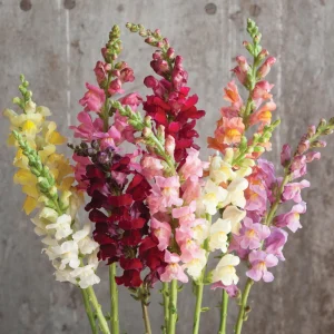 Snapdragon Mix Seeds - Antirrhinum Majus - Cold Resistant Cut Flowers - 30 Seeds - Image 14
