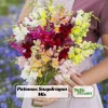 Snapdragon Mix Seeds - Antirrhinum Majus - Cold Resistant Cut Flowers - 30 Seeds - Image 1