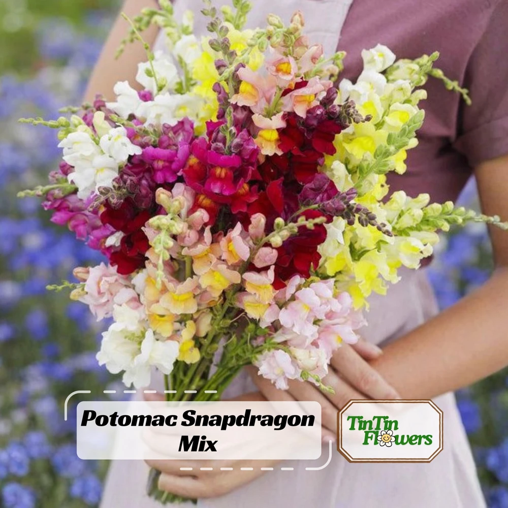 Snapdragon Mix Seeds - Antirrhinum Majus - Cold Resistant Cut Flowers - 30 Seeds - Image 1