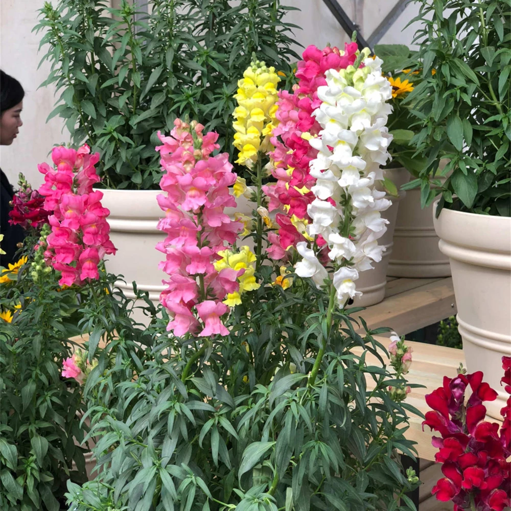 Snapdragon Mix Seeds - Antirrhinum Majus - Cold Resistant Cut Flowers - 30 Seeds - Image 2