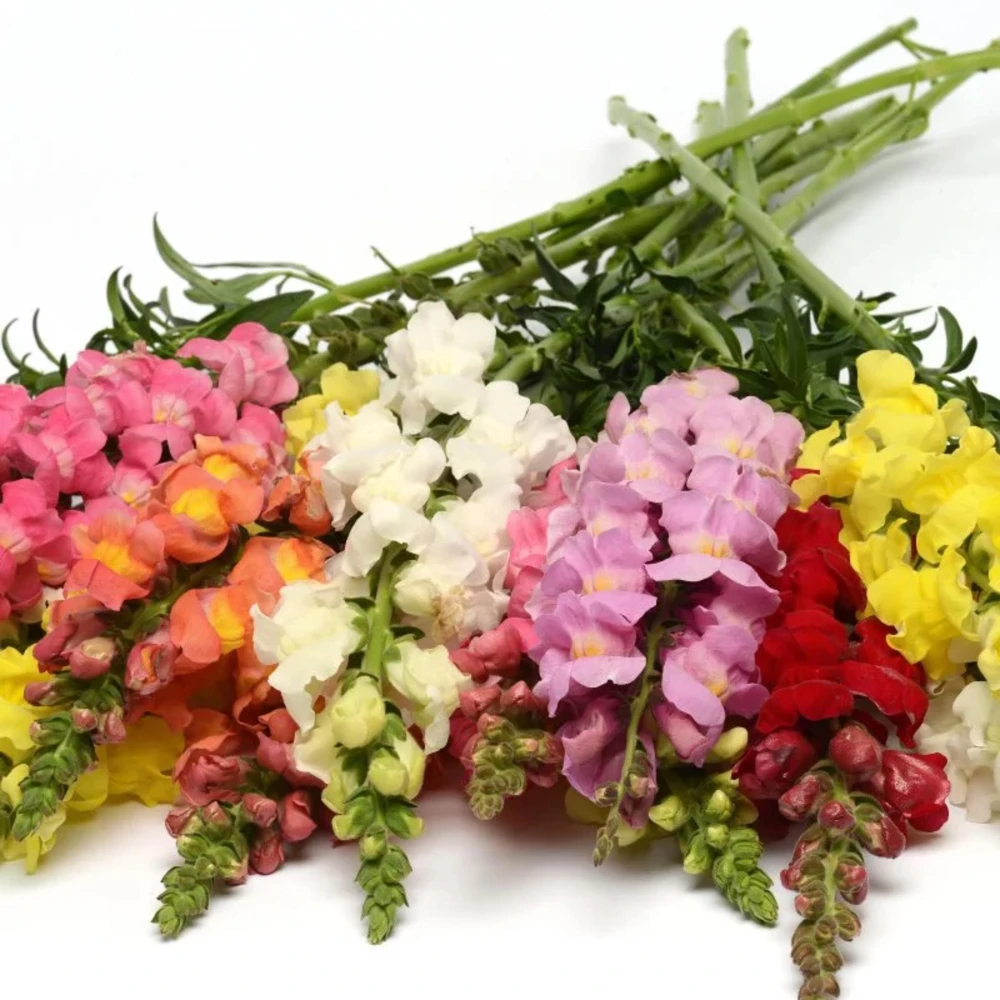 Snapdragon Mix Seeds - Antirrhinum Majus - Cold Resistant Cut Flowers - 30 Seeds - Image 3