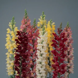 Snapdragon Mix Seeds - Antirrhinum Majus - Cold Resistant Cut Flowers - 30 Seeds - Image 4