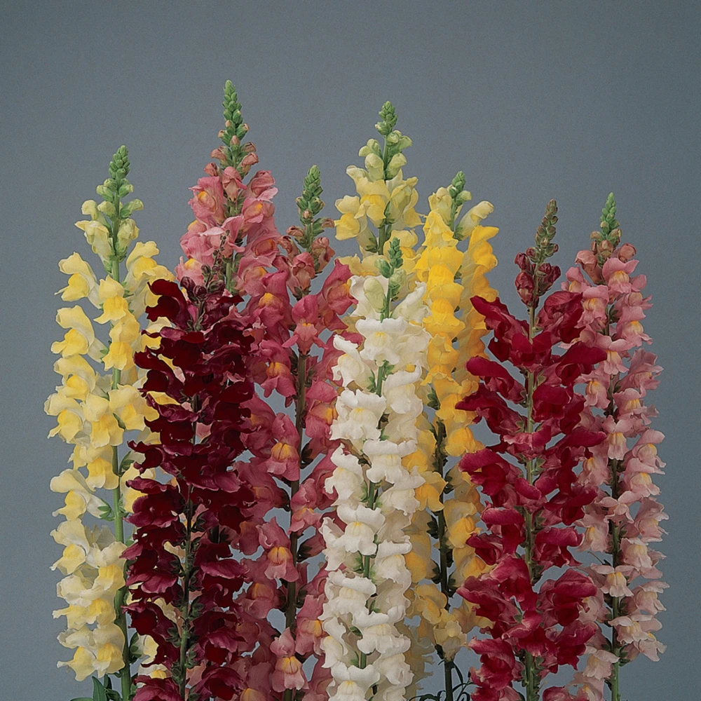 Snapdragon Mix Seeds - Antirrhinum Majus - Cold Resistant Cut Flowers - 30 Seeds - Image 4