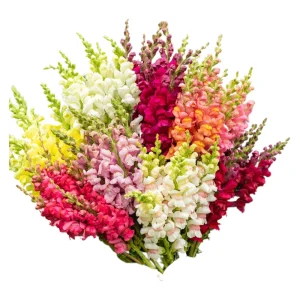 Snapdragon Mix Seeds - Antirrhinum Majus - Cold Resistant Cut Flowers - 30 Seeds - Image 5