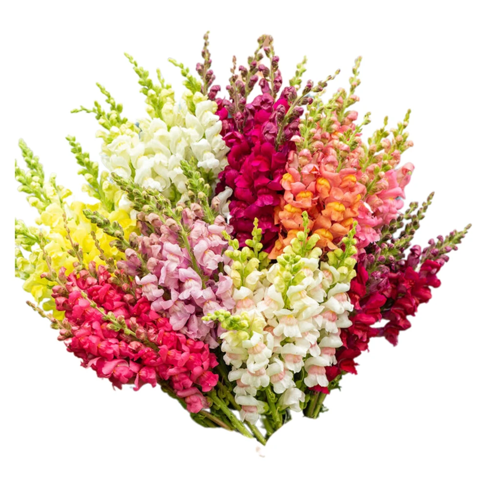 Snapdragon Mix Seeds - Antirrhinum Majus - Cold Resistant Cut Flowers - 30 Seeds - Image 5