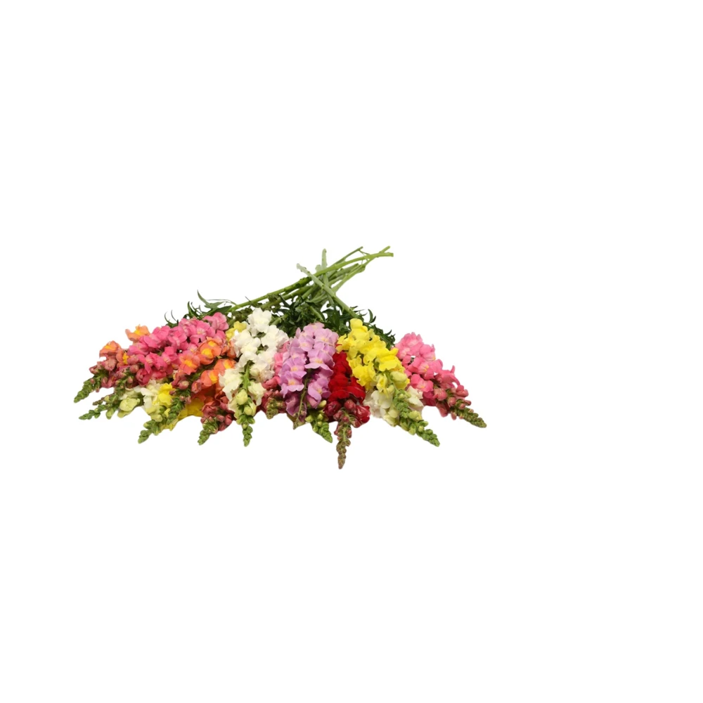Snapdragon Mix Seeds - Antirrhinum Majus - Cold Resistant Cut Flowers - 30 Seeds - Image 6