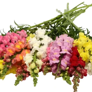 Snapdragon Mix Seeds - Antirrhinum Majus - Cold Resistant Cut Flowers - 30 Seeds - Image 7