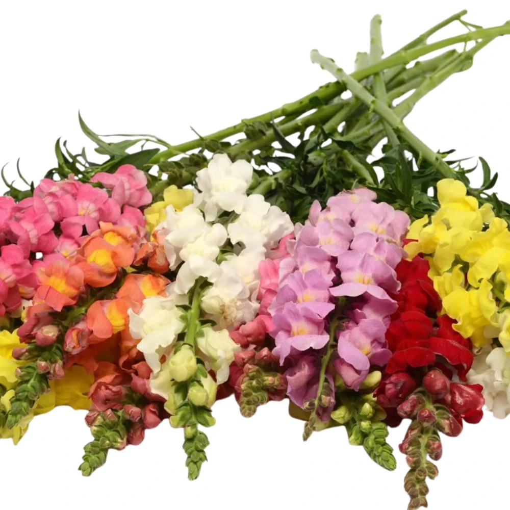 Snapdragon Mix Seeds - Antirrhinum Majus - Cold Resistant Cut Flowers - 30 Seeds - Image 7