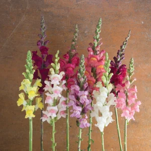 Snapdragon Mix Seeds - Antirrhinum Majus - Cold Resistant Cut Flowers - 30 Seeds - Image 8
