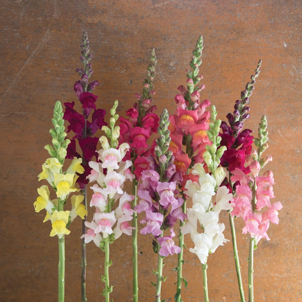 Snapdragon Mix Seeds - Antirrhinum Majus - Cold Resistant Cut Flowers - 30 Seeds - Image 8