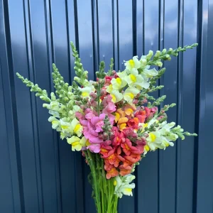 Snapdragon Mix Seeds - Antirrhinum Majus - Cold Resistant Cut Flowers - 30 Seeds - Image 9