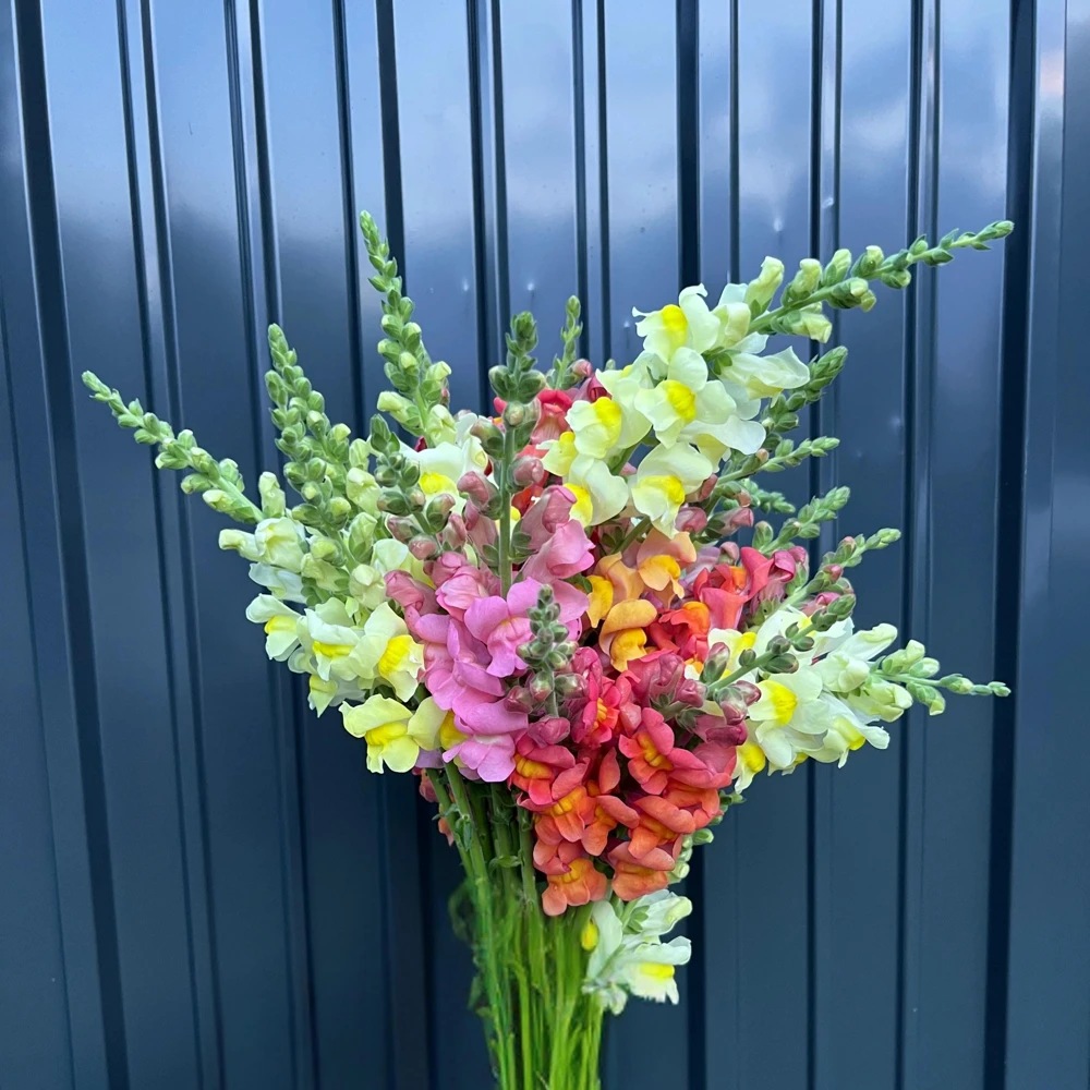 Snapdragon Mix Seeds - Antirrhinum Majus - Cold Resistant Cut Flowers - 30 Seeds - Image 9
