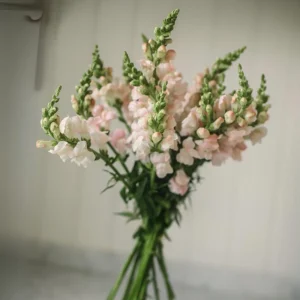 Snapdragon Seeds - Cold Resistant Cut Flowers - 30 Seeds - Attracts Pollinators - Image 10