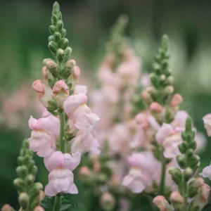 Snapdragon Seeds - Cold Resistant Cut Flowers - 30 Seeds - Attracts Pollinators - Image 11