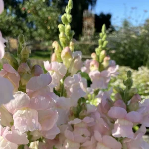 Snapdragon Seeds - Cold Resistant Cut Flowers - 30 Seeds - Attracts Pollinators - Image 12