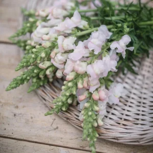 Snapdragon Seeds - Cold Resistant Cut Flowers - 30 Seeds - Attracts Pollinators - Image 13